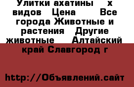 Улитки ахатины  2-х видов › Цена ­ 0 - Все города Животные и растения » Другие животные   . Алтайский край,Славгород г.